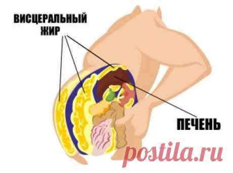 Детокс-напитки, сжигающие жир во время сна: дешевые коктейли очищают печень и жгут по 15 кг за месяц! Восемь из 10 человек даже не подозревают об опасности внутреннего (висцерального, брюшного, абдоминального) жира в области живота. Находится этот жир глубоко в брюшной полости, под мышцами пресса. И...