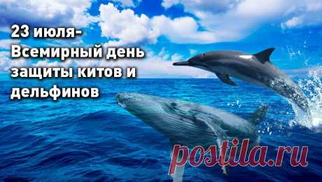 Всемирный день китов и дельфинов - интересные факты &amp;raquo; Женский Мир