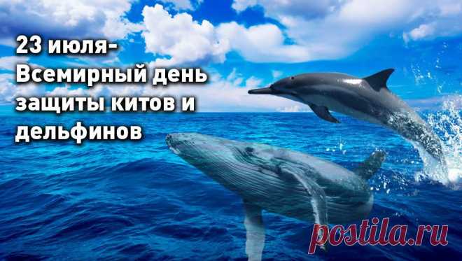 Всемирный день китов и дельфинов - интересные факты &raquo; Женский Мир