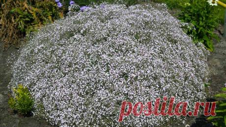 Гипсофила: посадка и уход в открытом грунте, виды и сорта, фото