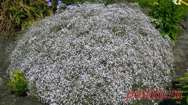 Гипсофила: посадка и уход в открытом грунте, виды и сорта, фото