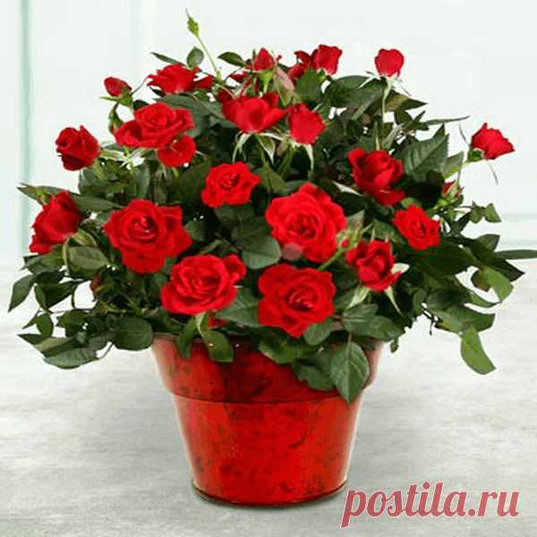 НАТУРАЛЬНЫЕ УДОБРЕНИЯ ДЛЯ ДОМАШНИХ ЦВЕТОВ