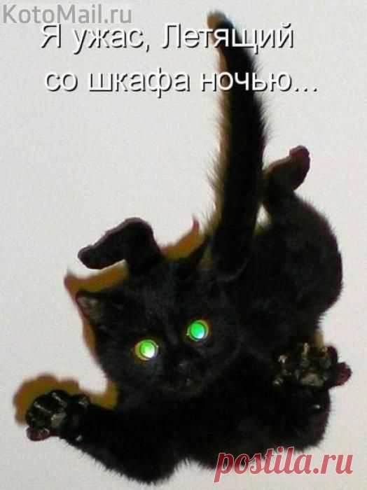 Ночной ужость ) | KotoMail.ru