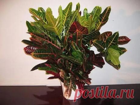 Лунный календарь комнатных растений на январь 2023 года. - Познавательный сайт ,,1000 мелочей" - 1 января - 43211273545 - Медиаплатформа МирТесен