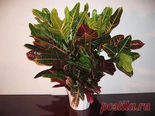 Лунный календарь комнатных растений на январь 2023 года. - Познавательный сайт ,,1000 мелочей