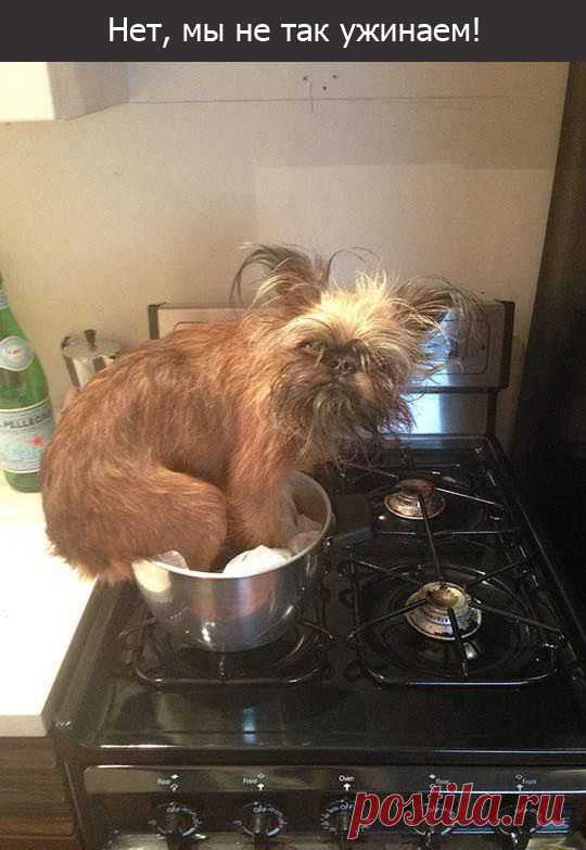 Уроки поведения для собак / Питомцы