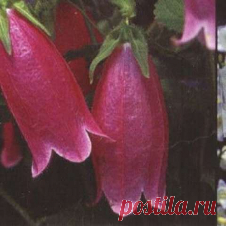 Bellflower, Japanese - Cherry Bells | Friends School Plant Sale