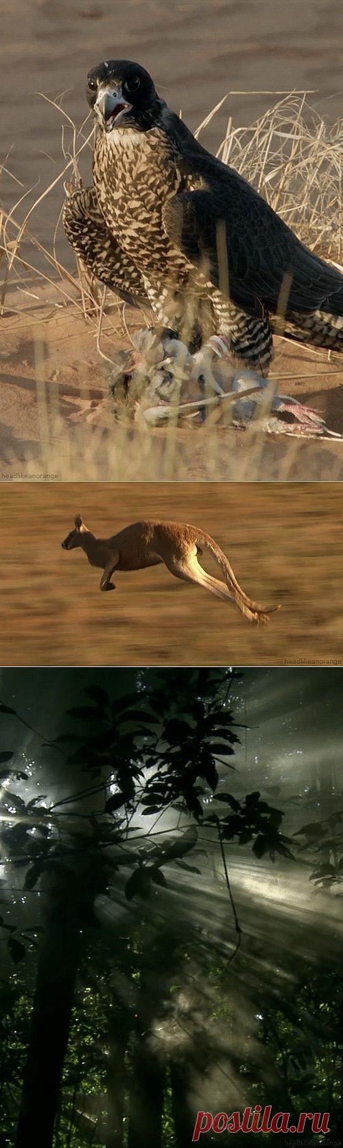 Живые фотографии.