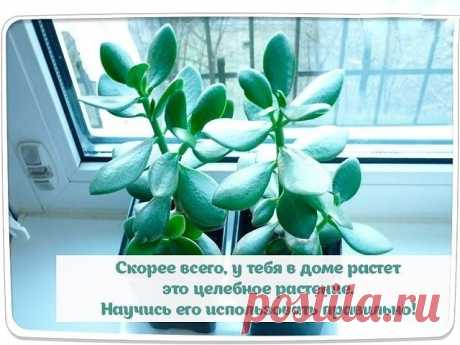 Почти в каждом втором доме растет это целебное растение.
Научитесь его использовать правильно!