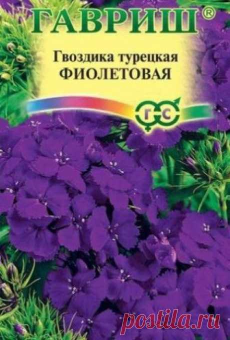 Гвоздика турецкая Фиолетовая 0,2 г Н12