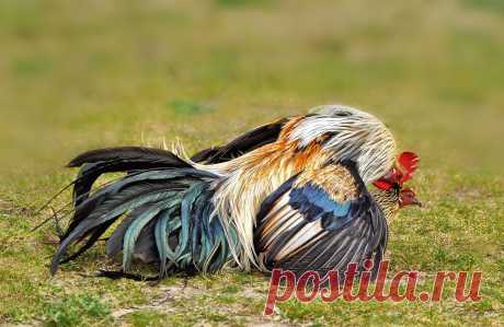 Mr &amp; Mrs..II - Image &amp; Photo by Canan Oner from Farm Animals - Photography (32871472) | fotocommunity