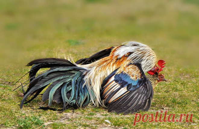 Mr & Mrs..II - Image & Photo by Canan Oner from Farm Animals - Photography (32871472) | fotocommunity