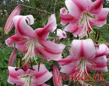 ЧТО ДЕЛАТЬ С ЛУКОВИЦАМИ ЛИЛИЙ ПОСЛЕ ЦВЕТЕНИЯ? Какой уход требуют лилии после цветения, что делать дальше с этими луковичными растениями, чтобы они размножались и давали бутоны каждый год, вопрос, который волнует многих начинающих садоводов.
Это красивые цветы, которые любят плодородные сухие участки почвы на солнечном продуваемом участке с лег