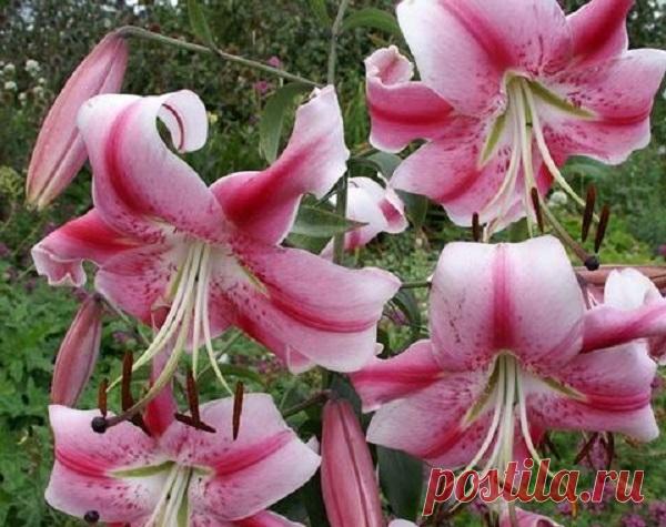 ЧТО ДЕЛАТЬ С ЛУКОВИЦАМИ ЛИЛИЙ ПОСЛЕ ЦВЕТЕНИЯ? Какой уход требуют лилии после цветения, что делать дальше с этими луковичными растениями, чтобы они размножались и давали бутоны каждый год, вопрос, который волнует многих начинающих садоводов.
Это красивые цветы, которые любят плодородные сухие участки почвы на солнечном продуваемом участке с лег