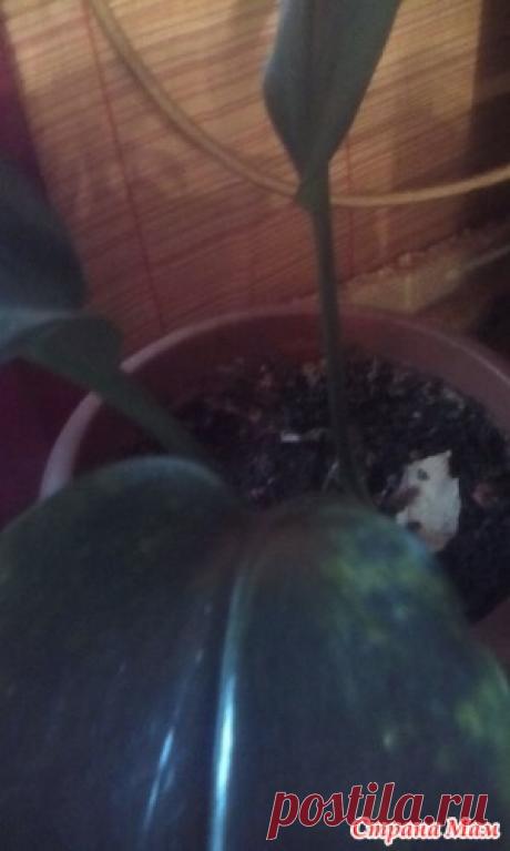 Посадить в горшок болезнь - Красноярское агентство "Погода в доме" - Страна Мам