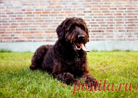 5 смешанных пород собак | PetTips