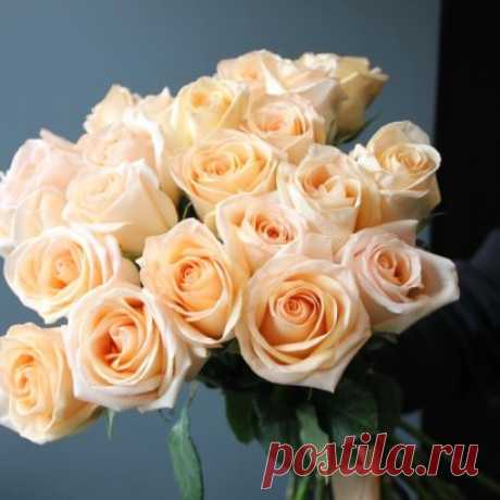 роза Осиана Цена 200 руб на Осень ОКС
Цена 260 руб на Весну ЗКС
чайно-гибридная