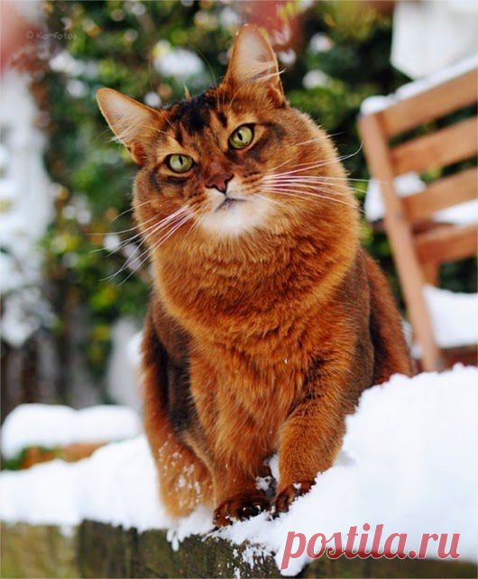 Зимние кошки .