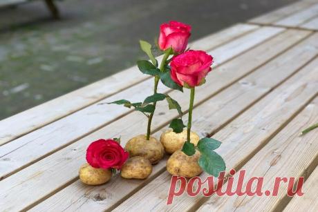 Не поверите, что произойдет через неделю после того, как вы воткнете розовый стебель в картофель! Это удивительно! Красивый букет на кухне поднимет настроение даже в самый хмурый день, согласны? Правда, цветы стоят дорого, особенно если учесть...