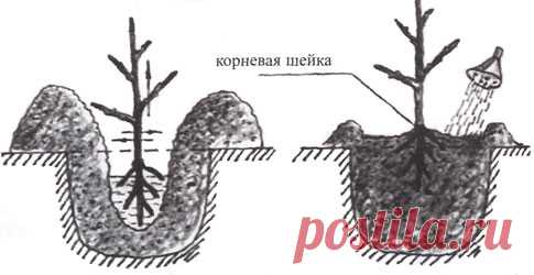 Посадка абрикоса