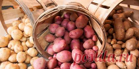 Перепробовала более 25 сортов картофеля, выбрала для себя самые вкусные и с долгим сроком хранения | Записки огородницы | Дзен