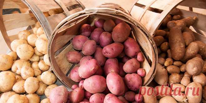 Перепробовала более 25 сортов картофеля, выбрала для себя самые вкусные и с долгим сроком хранения | Записки огородницы | Дзен
