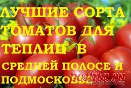 Сроки посадки овощей на рассаду