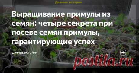 Выращивание примулы из семян: четыре секрета при посеве семян примулы, гарантирующие успех Статья автора «Дачные истории» в Дзене ✍: Добрый день, дорогие друзья, садоводы и огородники! Приветствую вас на канале "Дачные истории". Примула — любимый многими садоводами многолетний цветок.