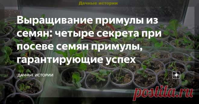 Выращивание примулы из семян: четыре секрета при посеве семян примулы, гарантирующие успех Статья автора «Дачные истории» в Дзене ✍: Добрый день, дорогие друзья, садоводы и огородники! Приветствую вас на канале 