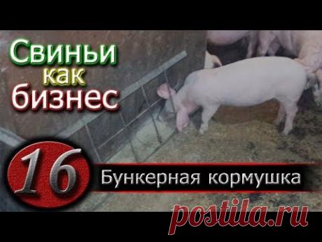 КАК МЫ КОРМИМ СВИНЕЙ