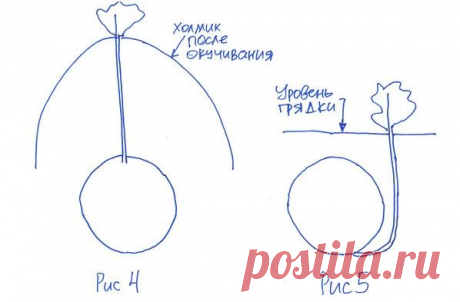 Эффект окучивания без окучивания — Ваше Плодородие