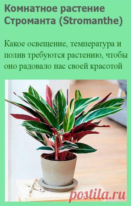 Комнатное растение Строманта (Stromanthe). Строманта является родственницей калатей и марант. Квартира не слишком подходит для выращивания этих теплолюбивых растений. По-настоящему хорошо строманты чувствуют себя только в оранжереях и теплицах. Высота растения может достигнуть 1,5 м. Листья длиной 30-50 см и шириной до 10 см.