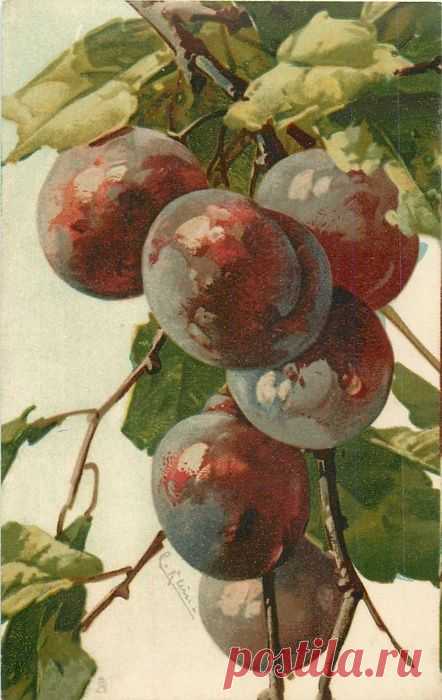 (300) PLUMS six medium fruits | Floral - Aquarell