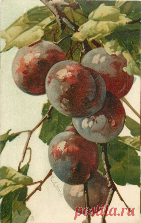 (300) PLUMS six medium fruits | Floral - Aquarell