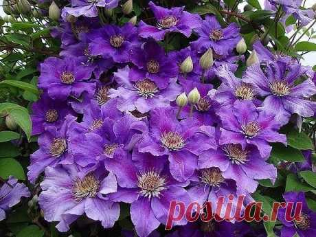 КАК ПОДОБРАТЬ «КЛЮЧИ» К КЛЕМАТИСУ

«Из цветов я выращиваю в своем саду только клематисы и розы», - говорит почвовед-эколог Павел ТРАННУА, который любит эти цветы за мощь и силу, а главное за то, что цветут с июня по сентябрь: всё лето участок в ярких цветах.

Действительно, клематис по своим возможностям, наверное, самый удобный цветок для украшения загородного дома: им можно увить весь фасад (поднимается сплошной стеной до высоты 3 метров), его можно пустить на оградитель...