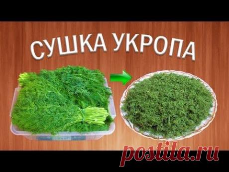 Как качественно сушить укроп? | Сушеная зелень | Травы приправы