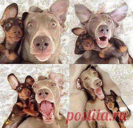 Чумовая парочка))))