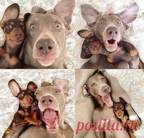 Чумовая парочка))))