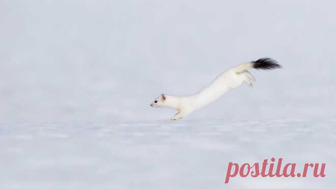 Mustelidae ☼ норки выдры хорьки | ВКонтакте
