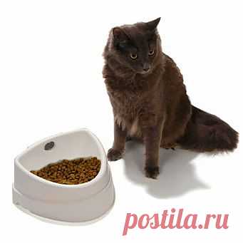 Уроки интернета: Как самим сделать сухой корм для кошек