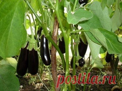 Home garden|Сад, огород, дача