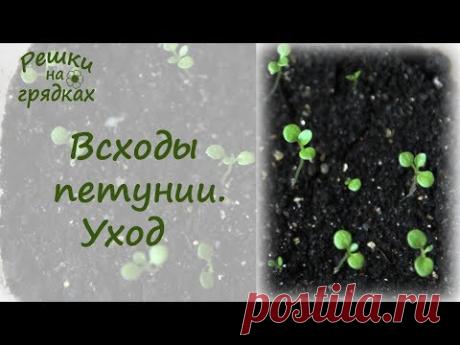 Всходы петунии / Как ухаживать за рассадой петунии после всходов - YouTube