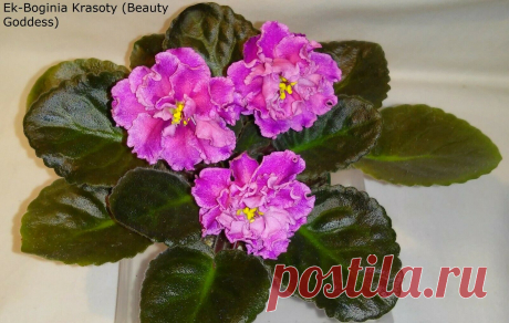 African Violet *Standard/Large* 2 Leaves Leaf Sets Cuttings MANY TO CHOOSE FROM | eBay