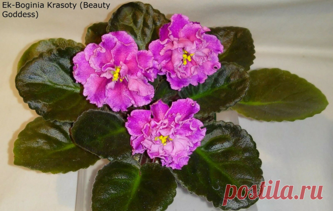 African Violet *Standard/Large* 2 Leaves Leaf Sets Cuttings MANY TO CHOOSE FROM | eBay