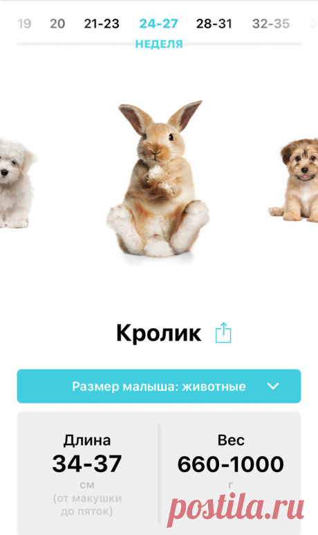 15 интересных фактов о беременности | Жизнь Вупсеня и Пупсеня | Яндекс Дзен