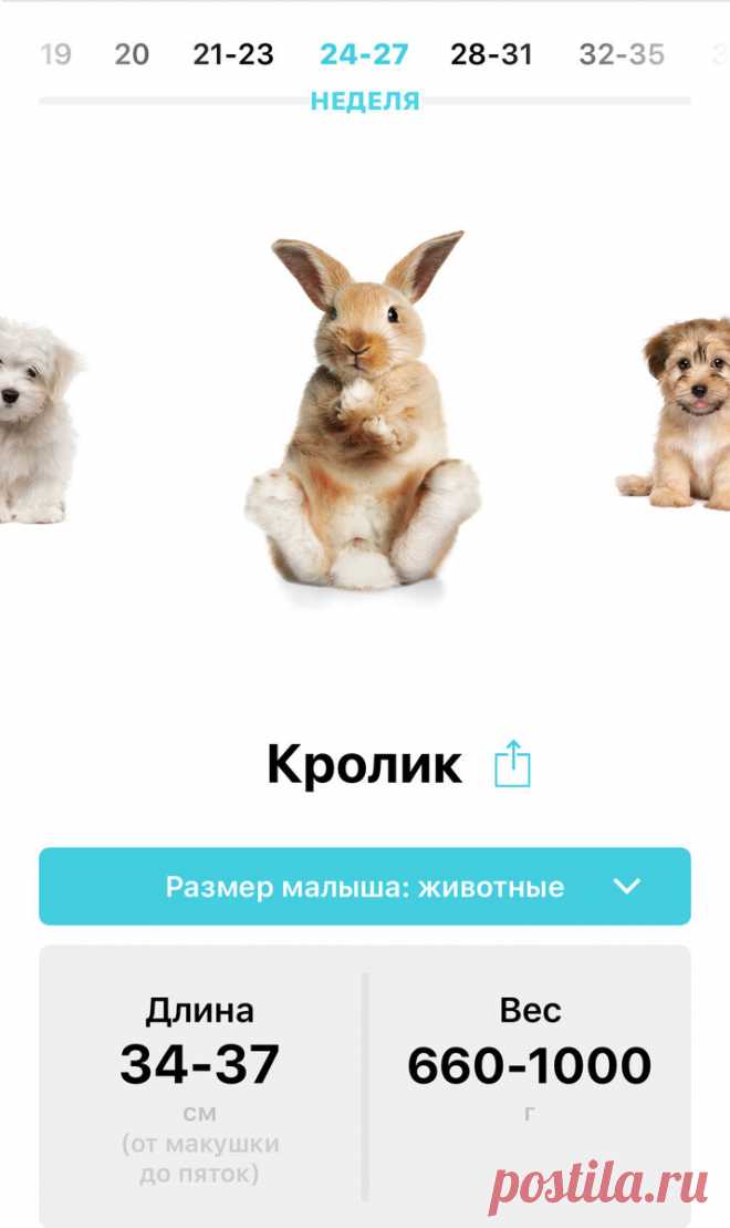 15 интересных фактов о беременности | Жизнь Вупсеня и Пупсеня | Яндекс Дзен
