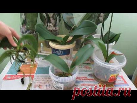 Пять орхидей из мусорки: мучнистый червец /корни/ обработка...