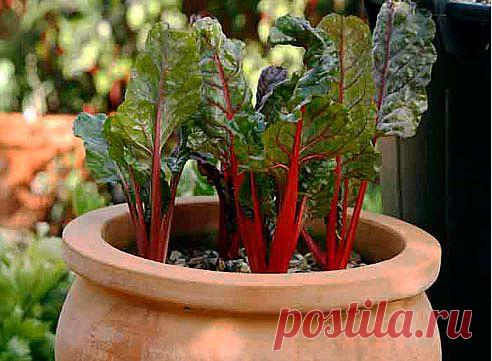 Мангольд / Beta vulgaris. Посадка, размножение, уход, сорта, фото на Supersadovnik.ru