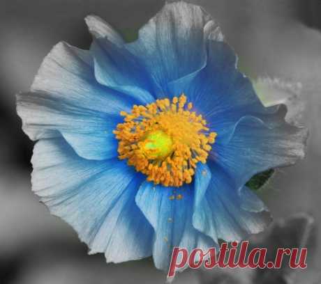 Уроки по Paint.NET - Paint.NET — русский сайт популярного графического редактора