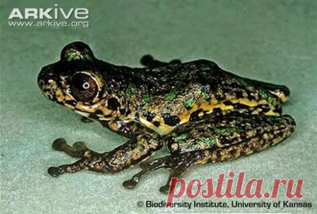 arkive wildlife: 1 тыс изображений найдено в Яндекс Картинках
